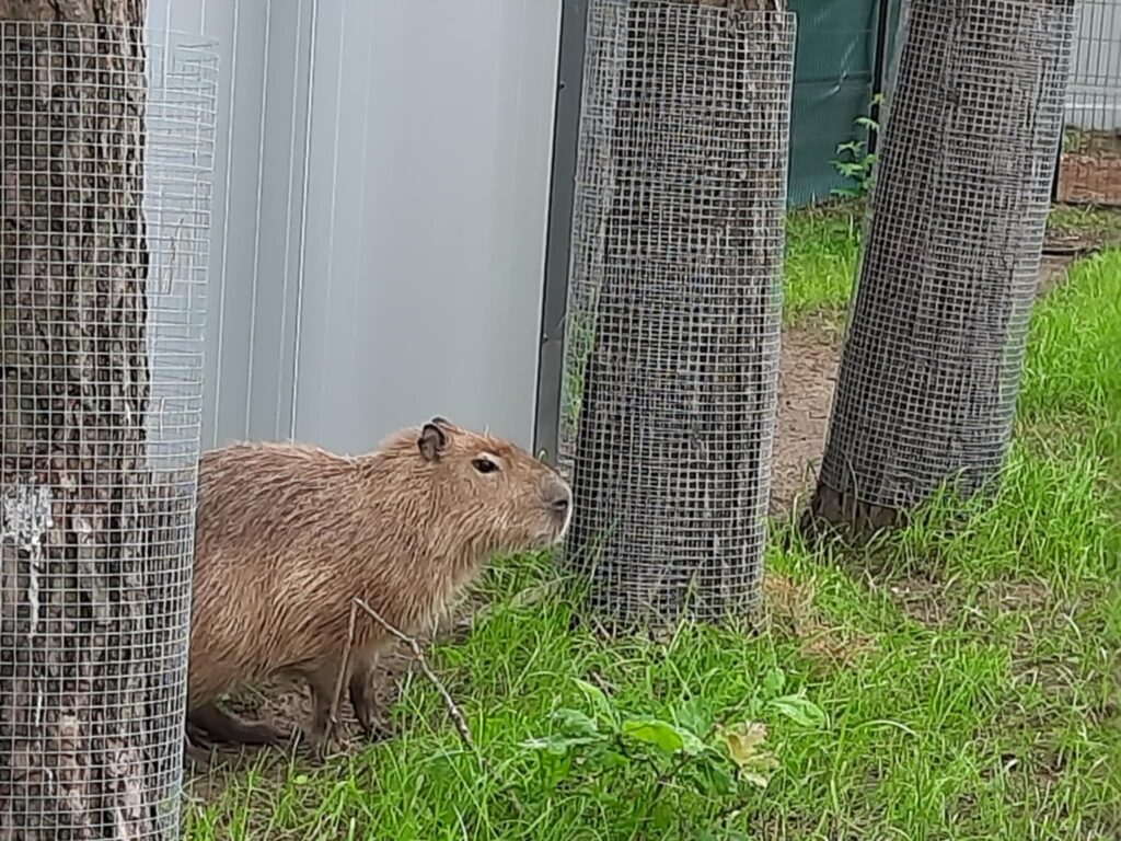 500237585 1419165855943852 5951028359322496117 n