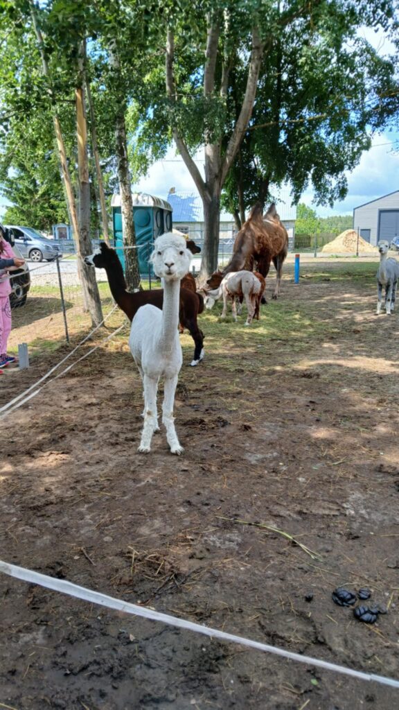 506938338 1418846539309117 6181830444419051948 n