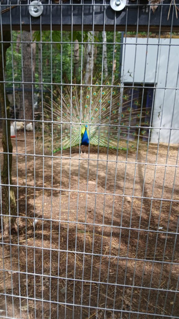 508335327 1418846509309120 2717875636502633977 n