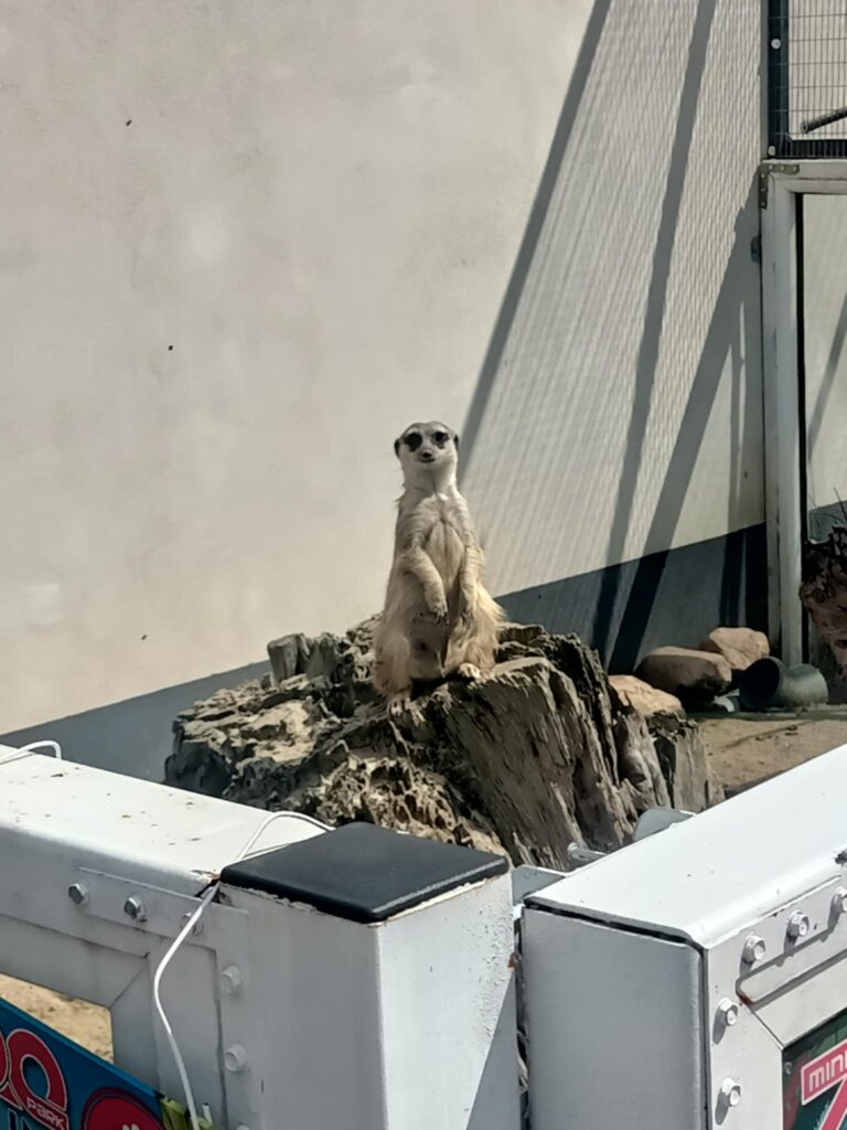 508342169 1418845032642601 1185002639325310745 n