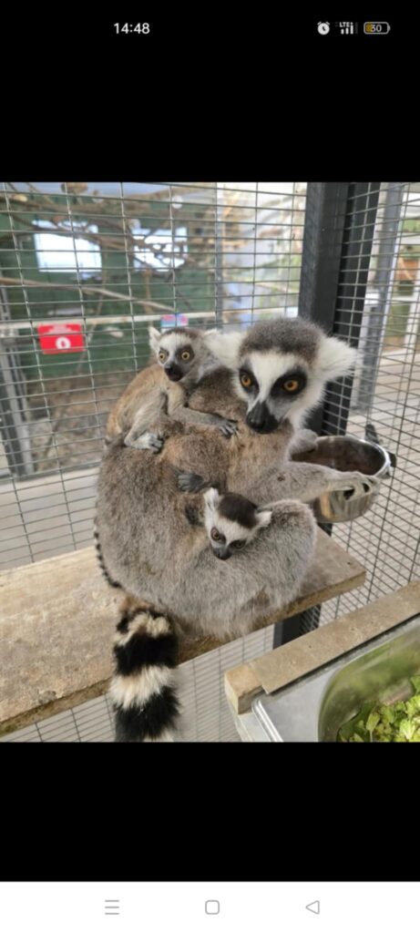 508855447 1418844862642618 7102772838717349397 n